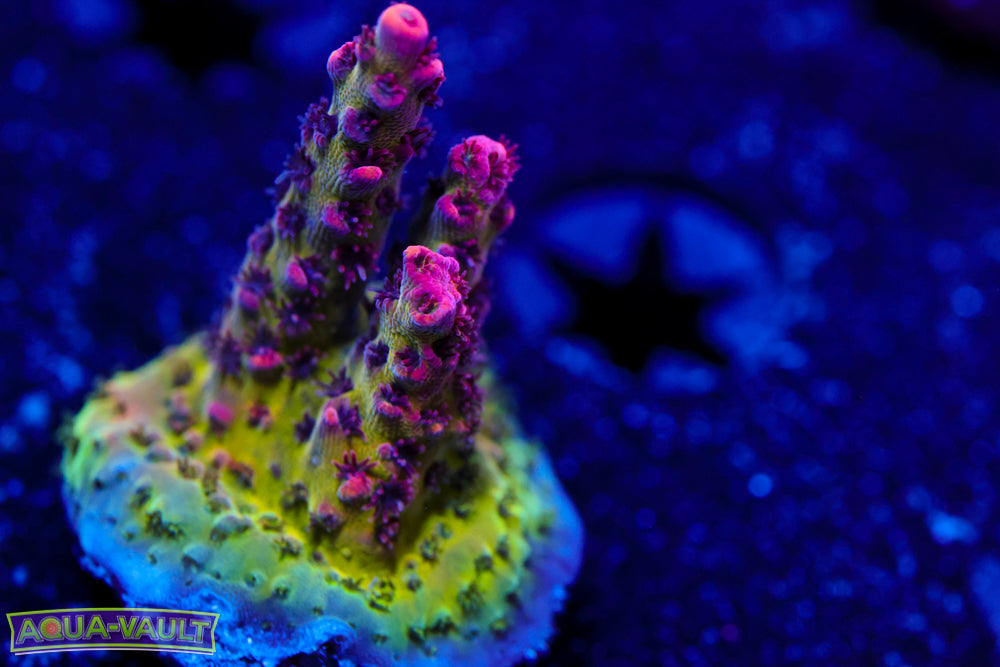 PC Superman Table Acro