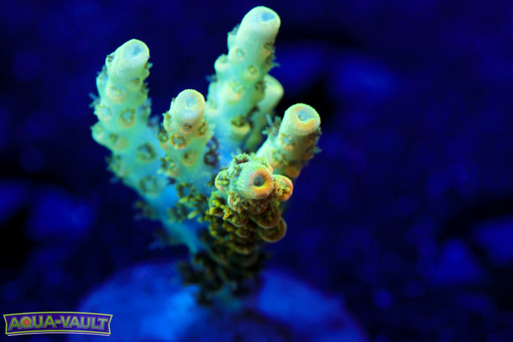 TSA Bill Murray Acro