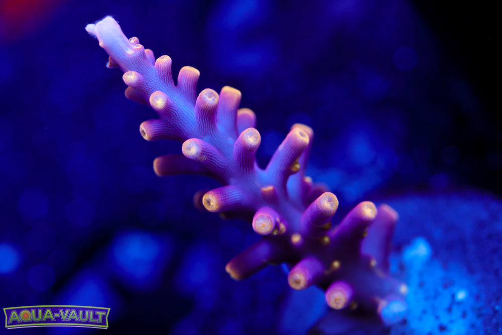 WWC Little Red Ferrarri Acro