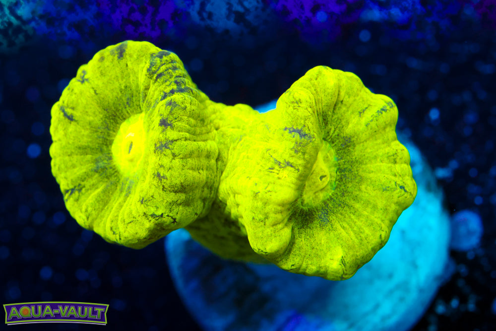 Kryptonite Candy Cane Coral