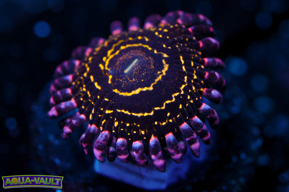 OG Stratosphere Zoa