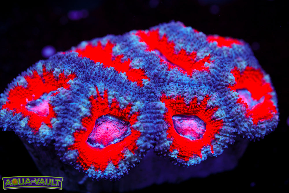 Pink Eye Acan