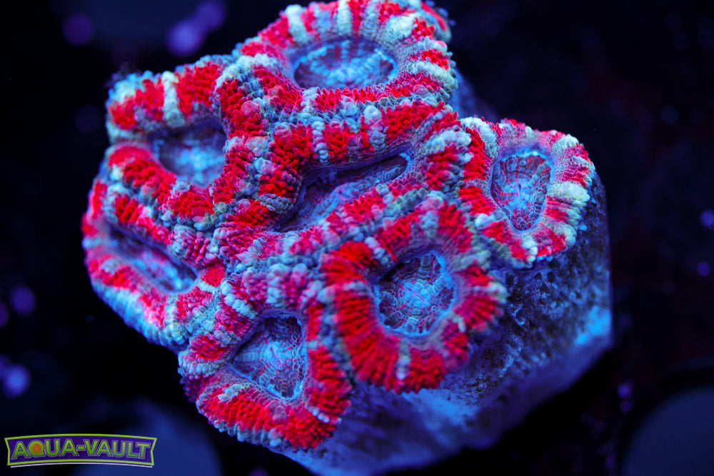 Peppermint Acan