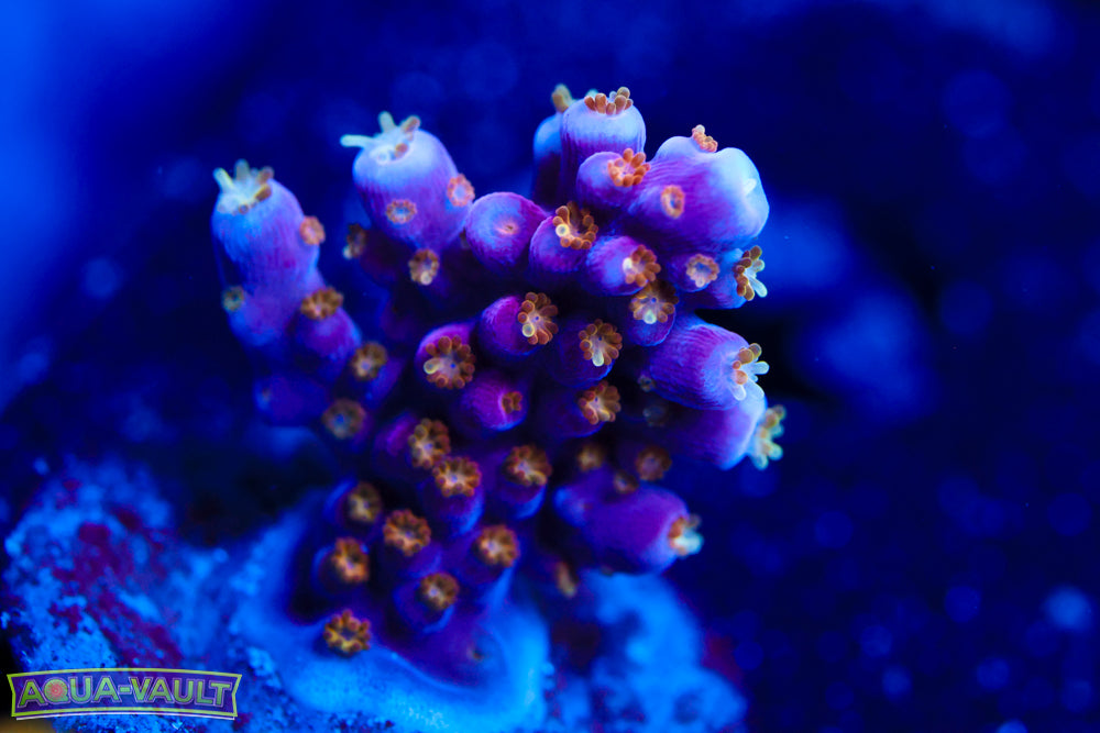 ARC Fireworks Acro 2