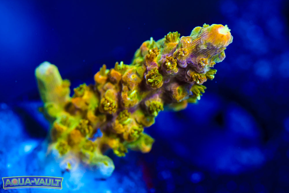 RR Rainbow Loom Acro 2