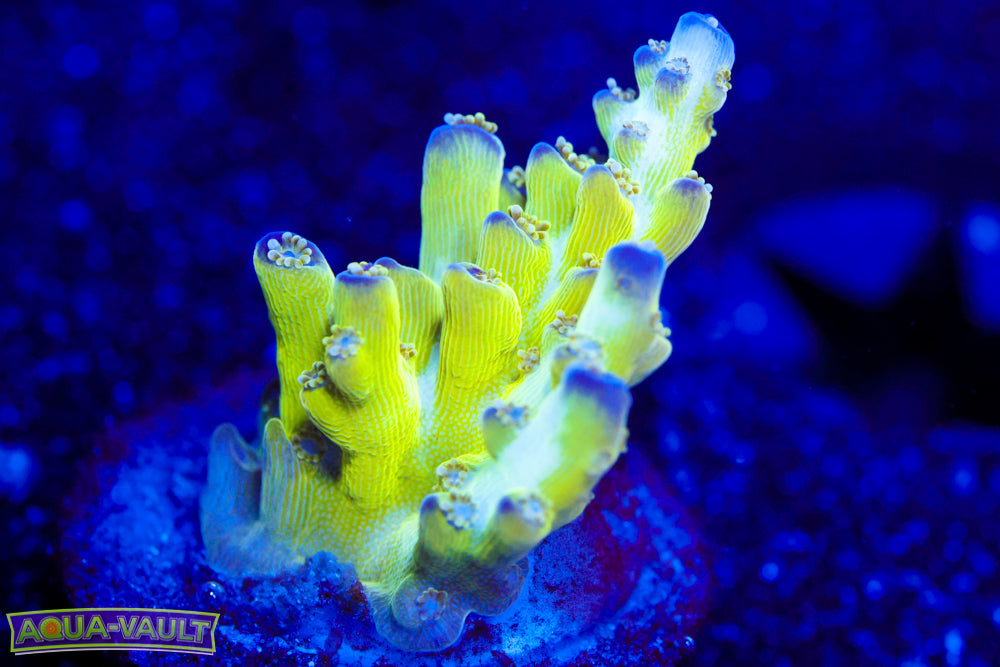 OG Pearlberry Acro 1