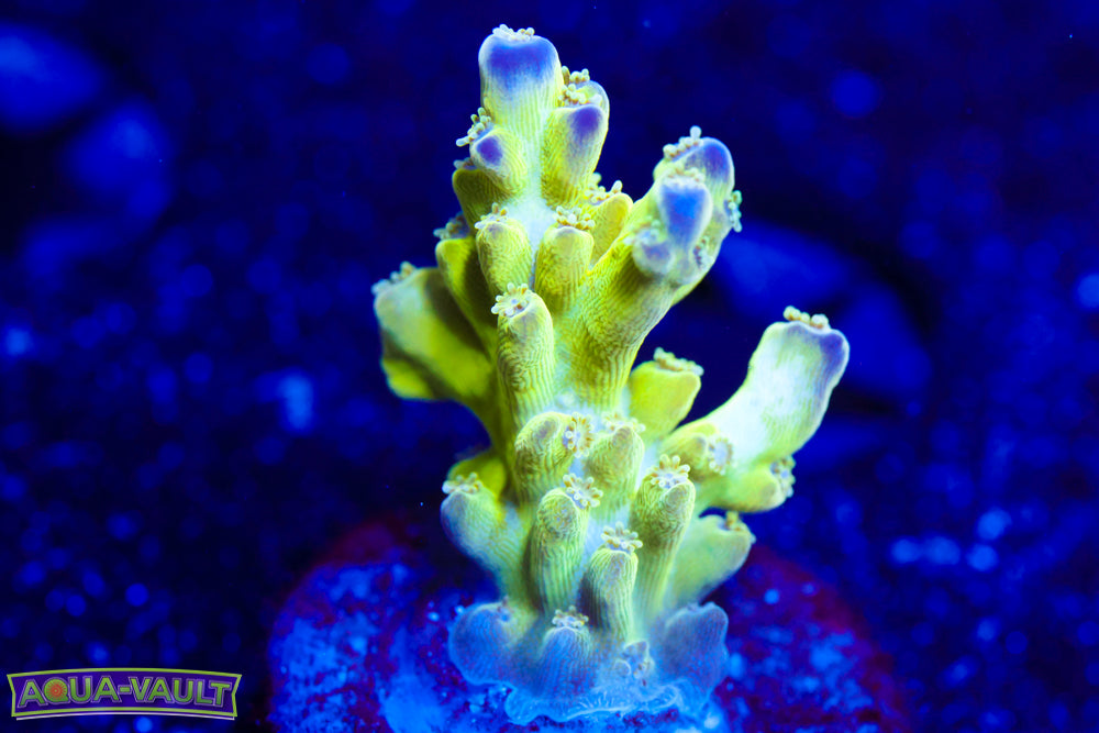 OG Pearlberry Acro 2