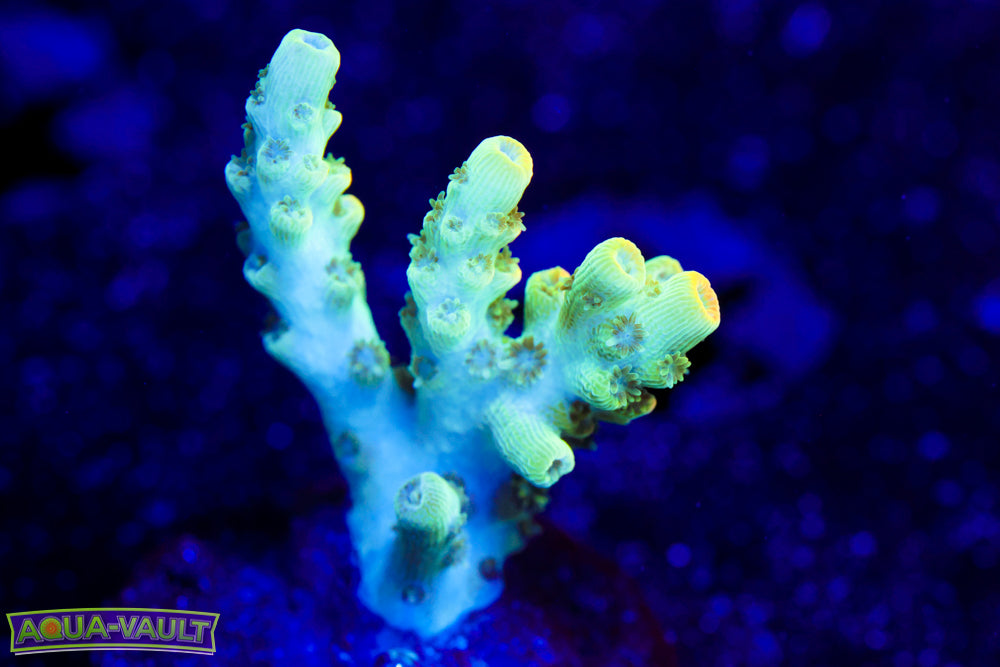 TSA Bill Murray Acro 2