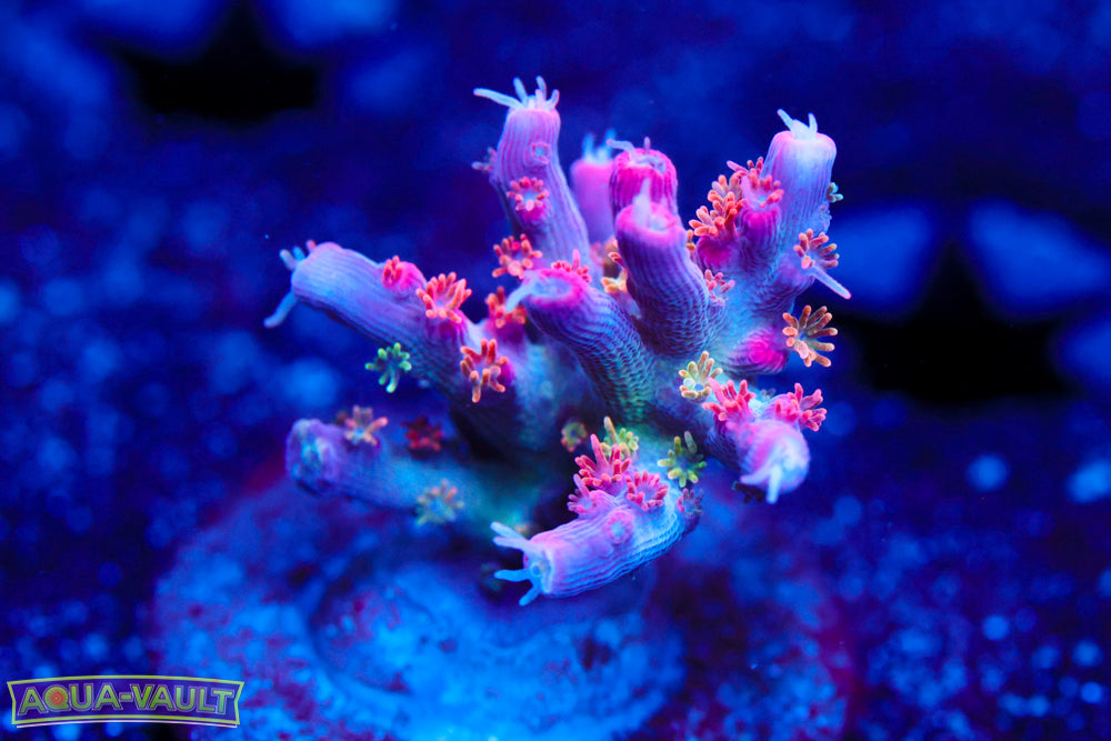 Vivid Confetti Acro 2