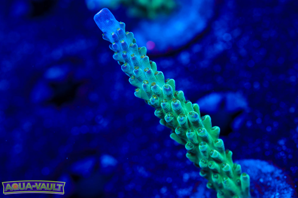 Tricolor Valida Acro 2