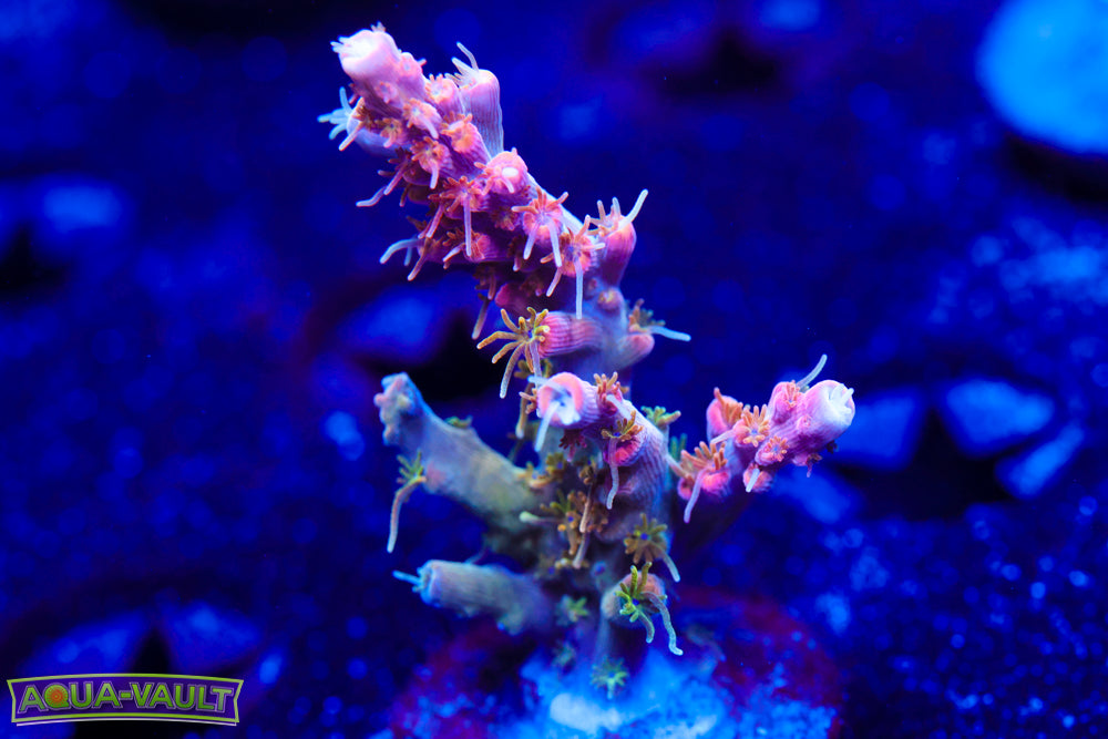 CC Voodoo Majick Acro 1