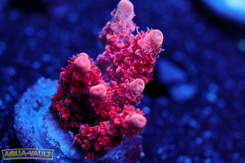 CB Maleficent Acro 1