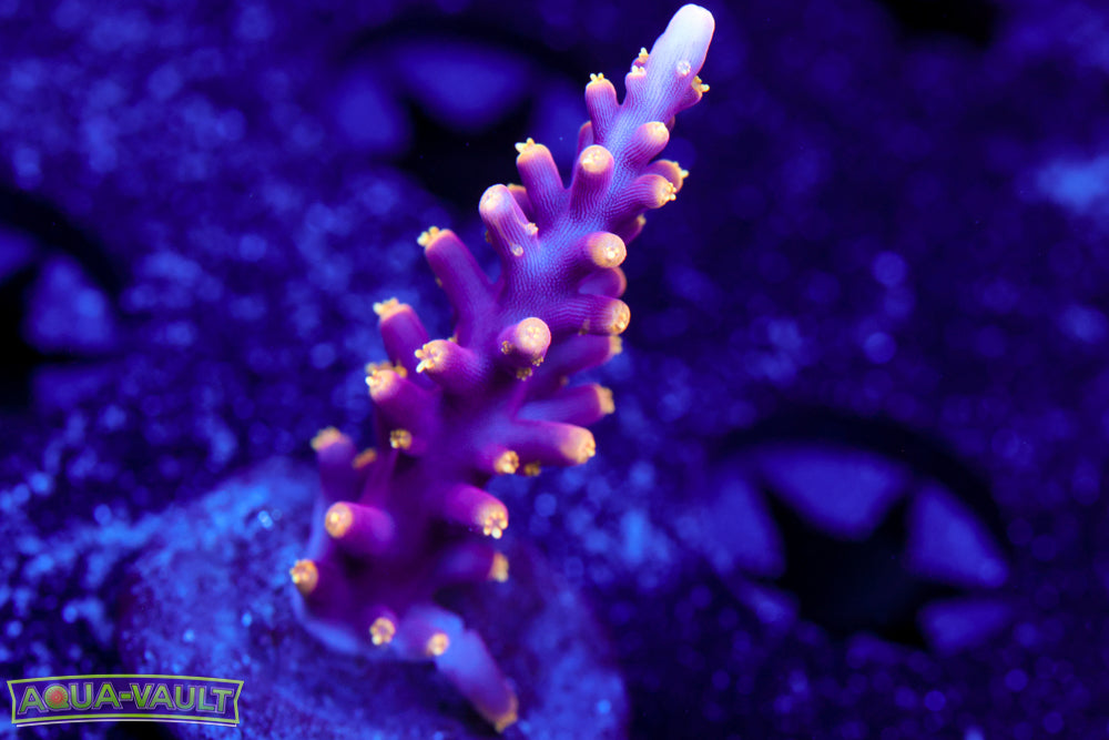 WWC Little Red Ferrarri Acro 2