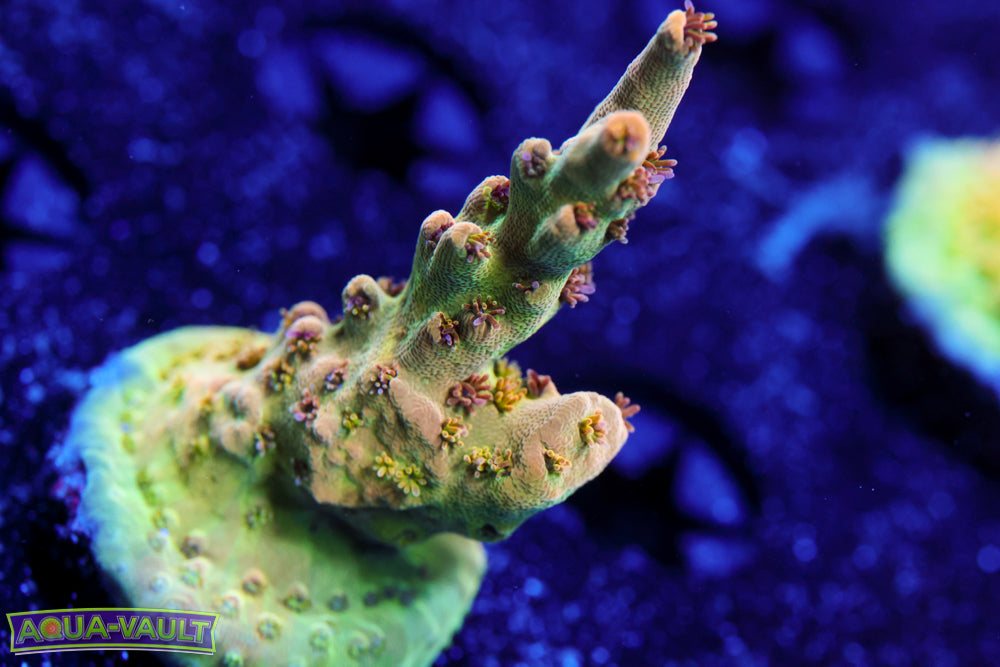 Greg's Unicorn Acro 2