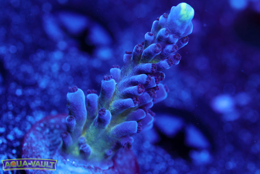 Nick's Purple Passion Acro 1