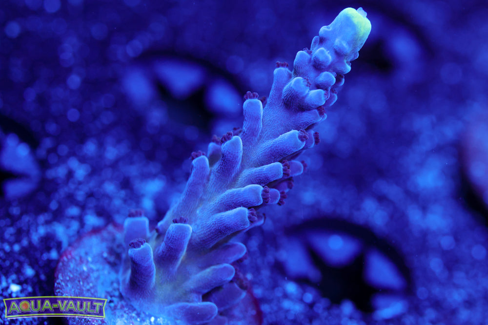 Nick's Purple Passion Acro 2