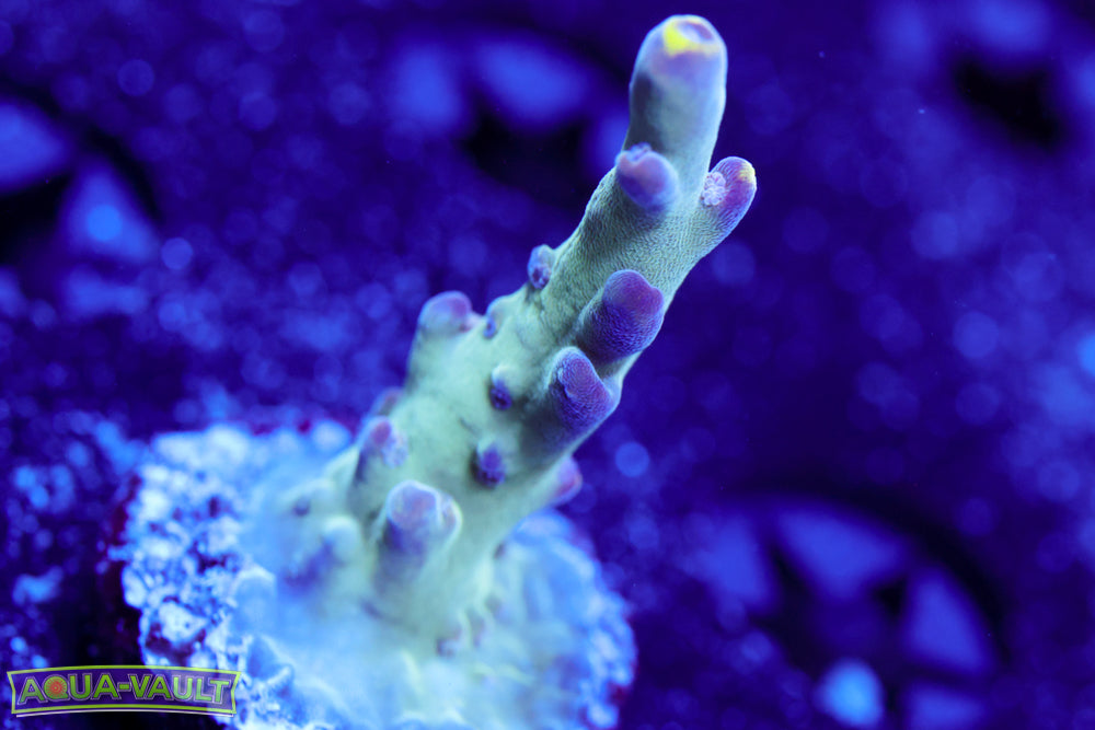 WWC Purple Candle Acro 1