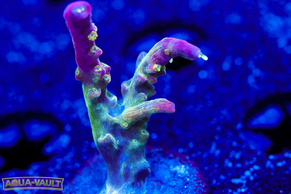 TGC Starry Night Acro 2