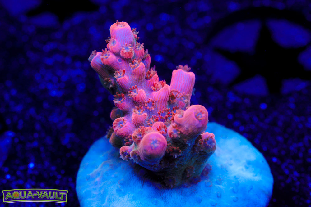 BC Frankenberry Acro 1