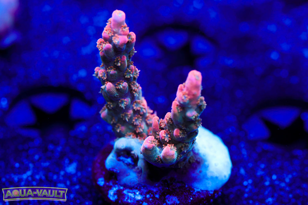 BC Frankenberry Acro 2