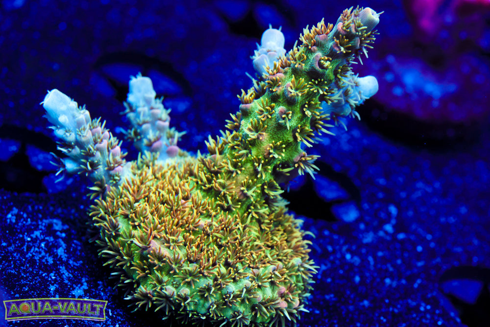 BC Conveyourbelt of Fleshdunce Acro