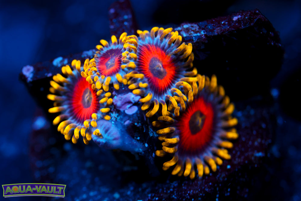 Eagle Eye Zoa 2