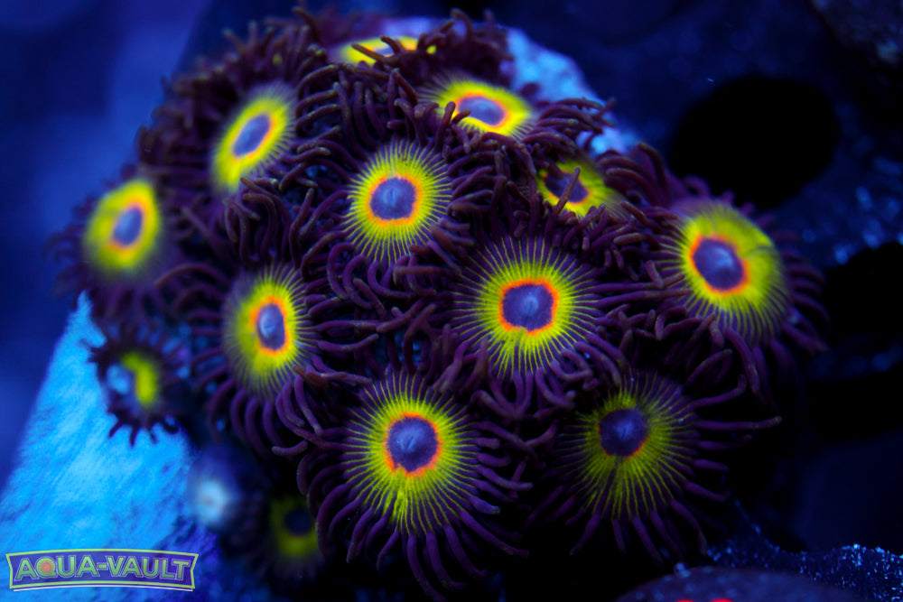 Bob Marley Zoa 1