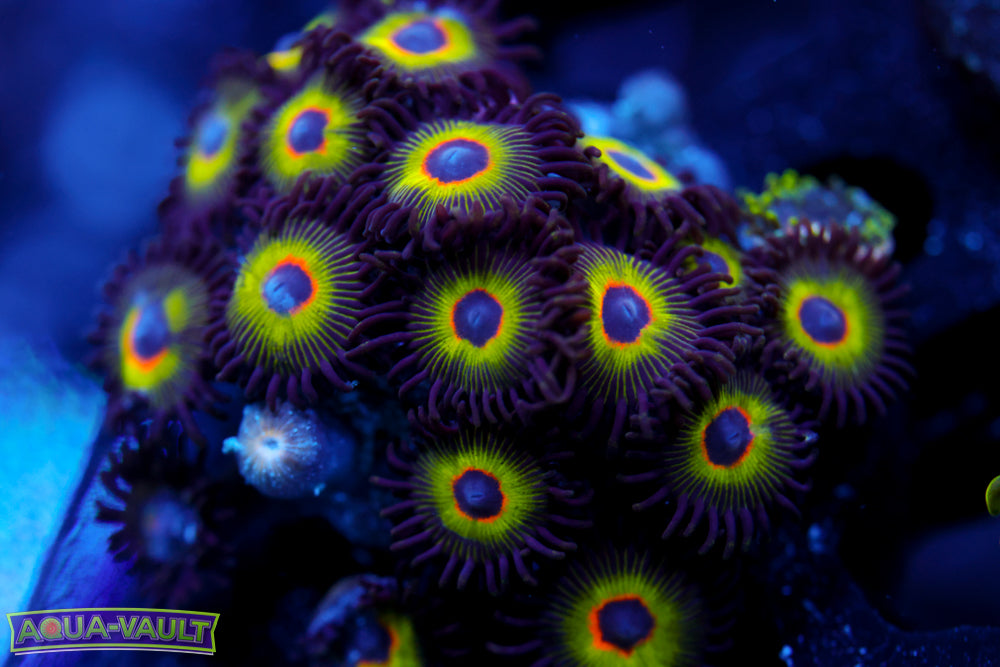 Bob Marley Zoa 2