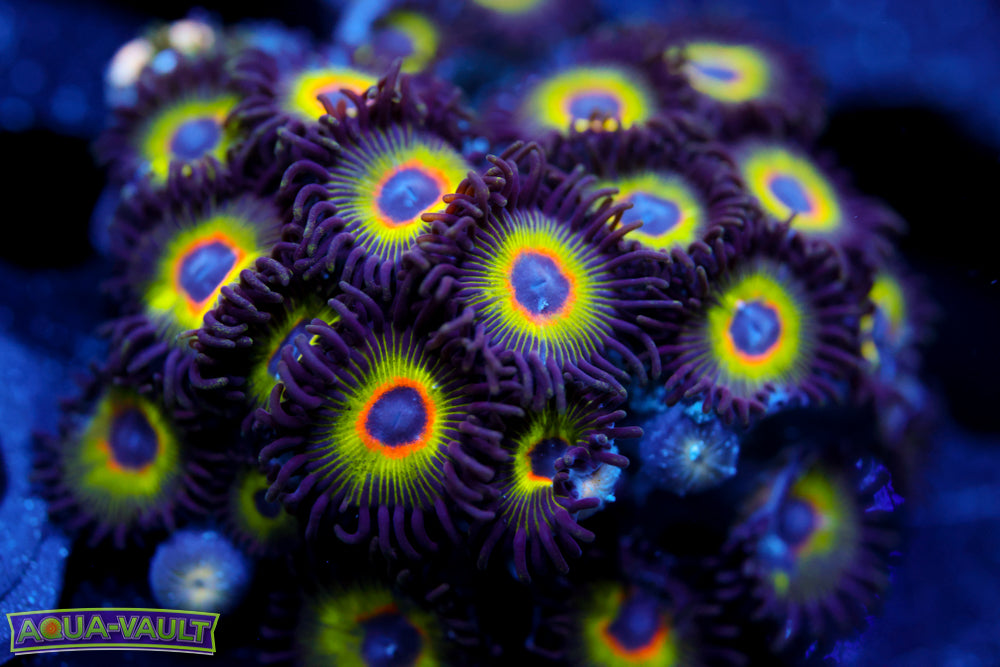Bob Marley Zoa 3