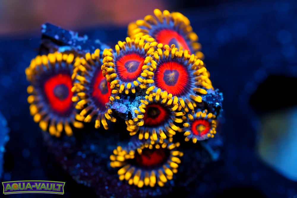 Eagle Eye Zoa 3
