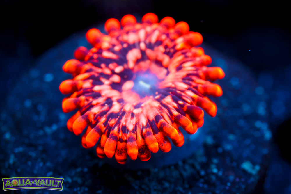Utter Chaos Zoa 1