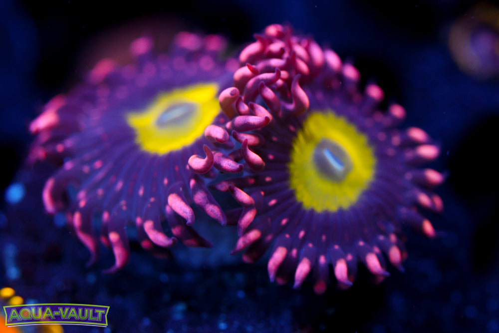 CB Omega Zoa 1