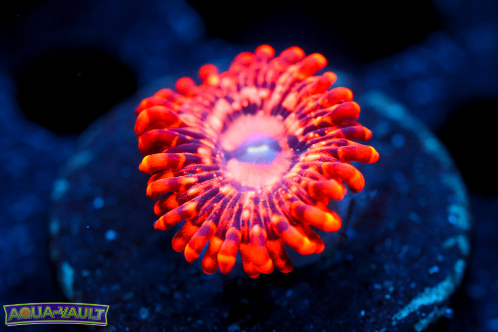 Utter Chaos Zoa 2