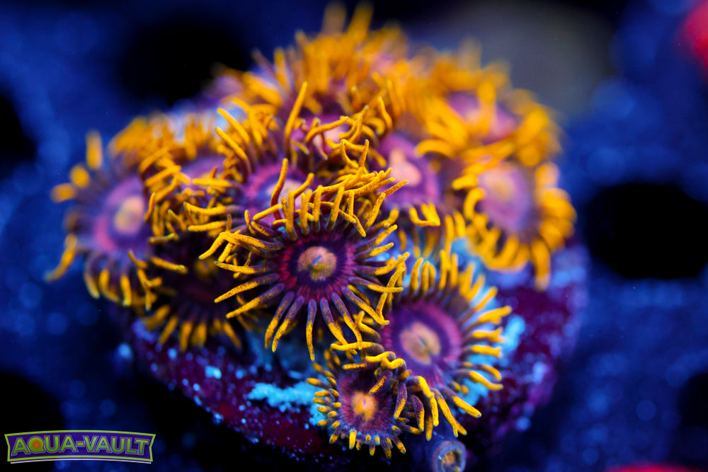 Joe's Crab Nebula Zoa 2
