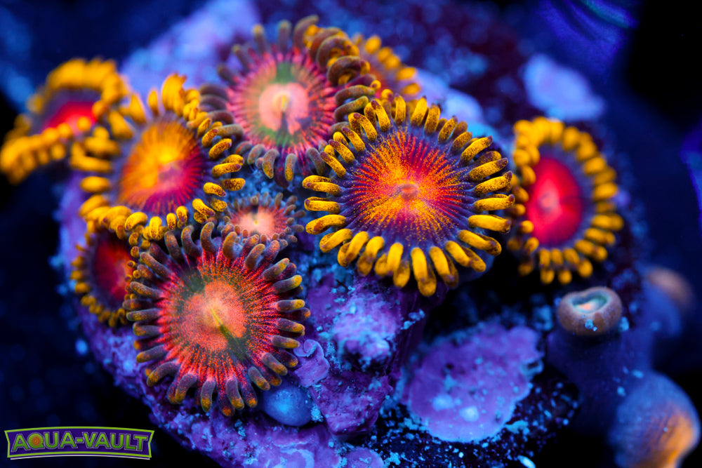 CC Super Saiyan Zoa + Laser Lemon Zoa