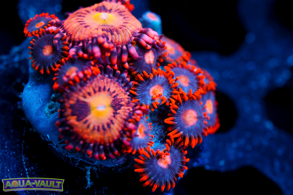 Snitches + JF Crybaby Zoa 1
