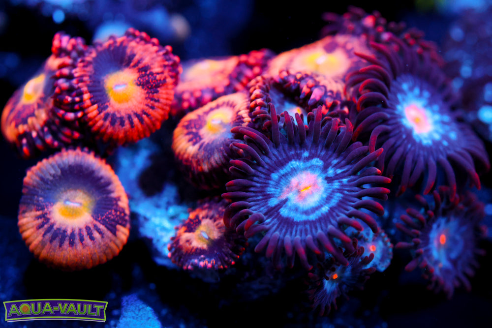 JF Crybaby + Mystique Zoa