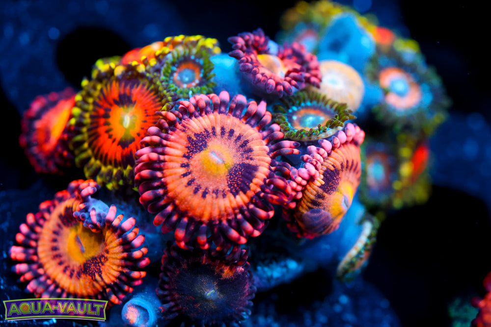 Rainbow Invinerator + JF Crybaby Zoa