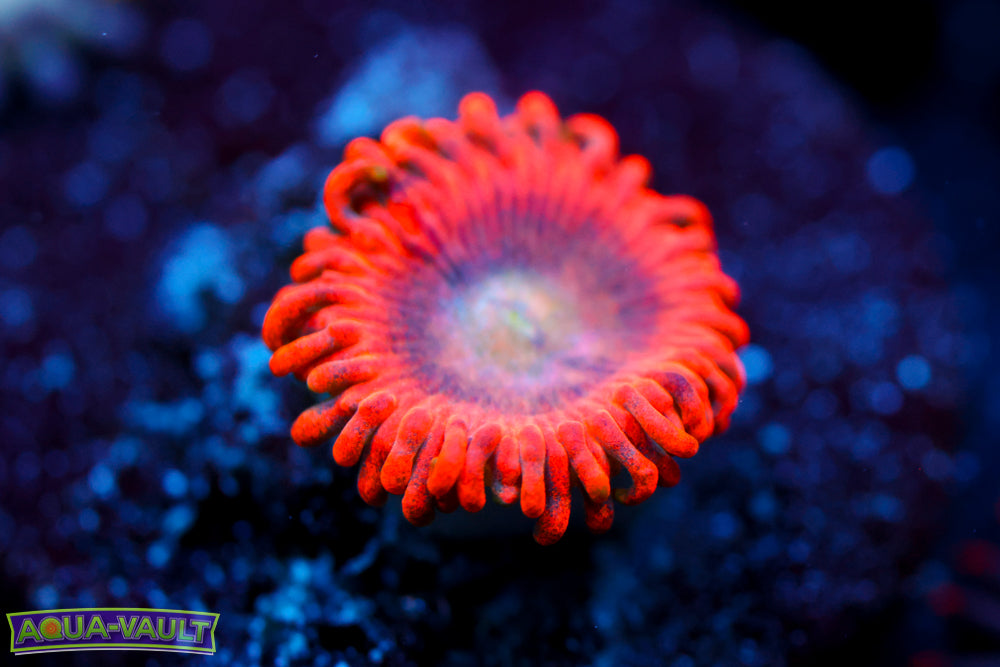 Lunar Eclipse Zoa 1