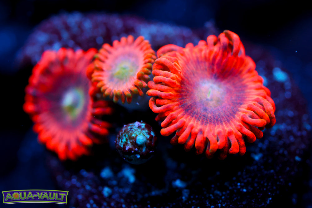 Lunar Eclipse Zoa 2