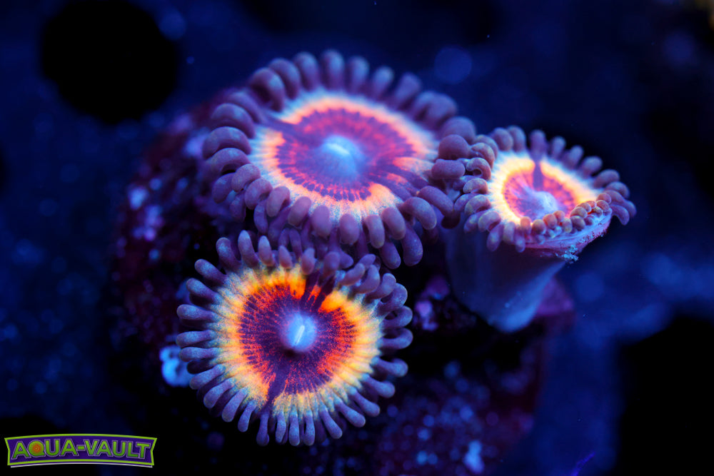 Solar Flare Zoa 3