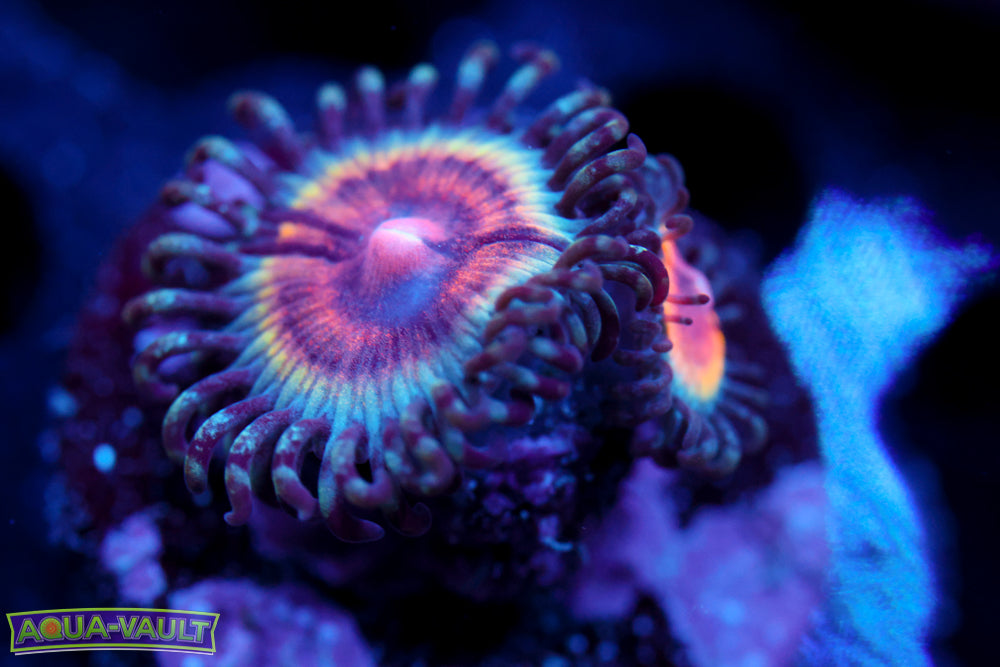 Peach Vamp Zoa 1