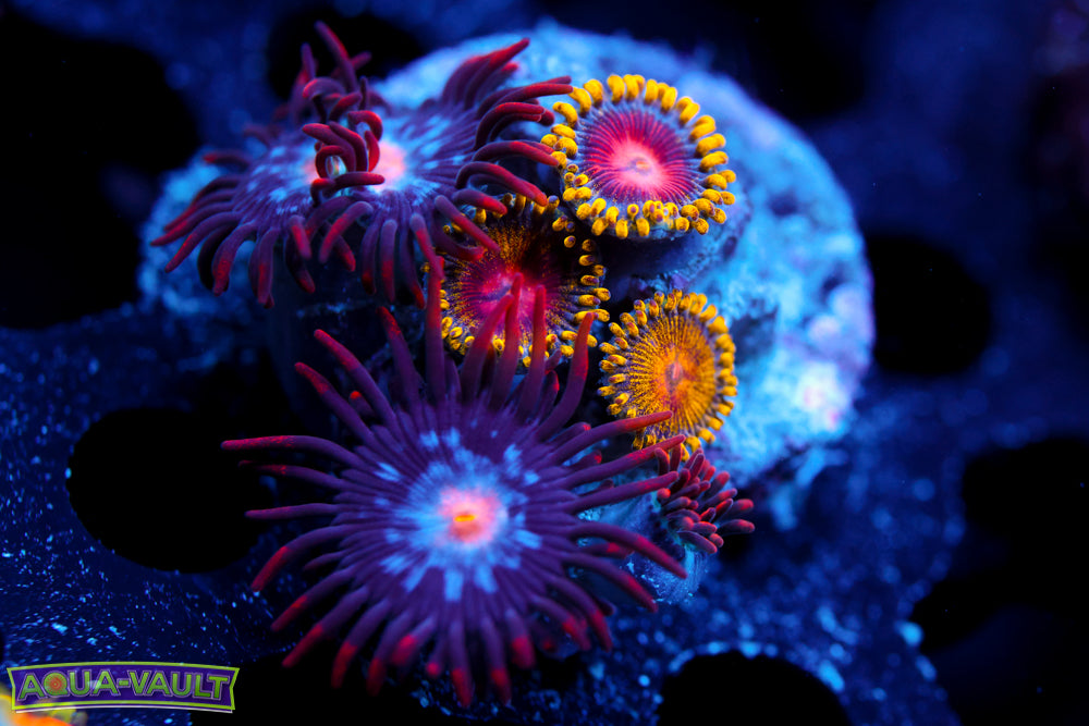 Mystique + CC Super Saiyan Zoa