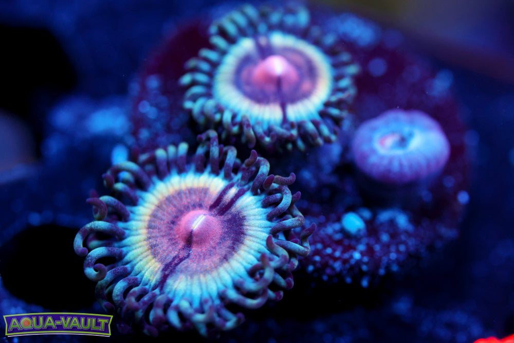 Peach Vamp Zoa 2