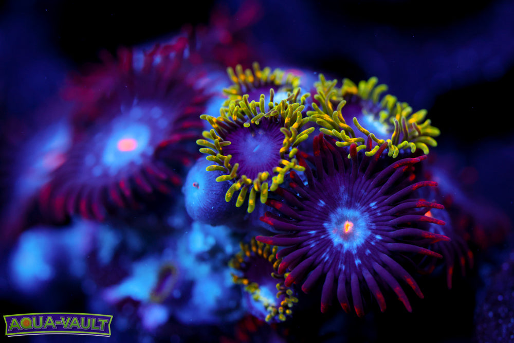 Mystique + Thermosphere Zoa