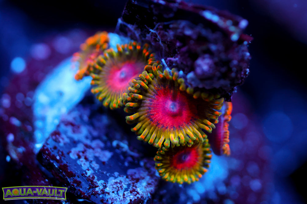 Awesome Blossom Zoa