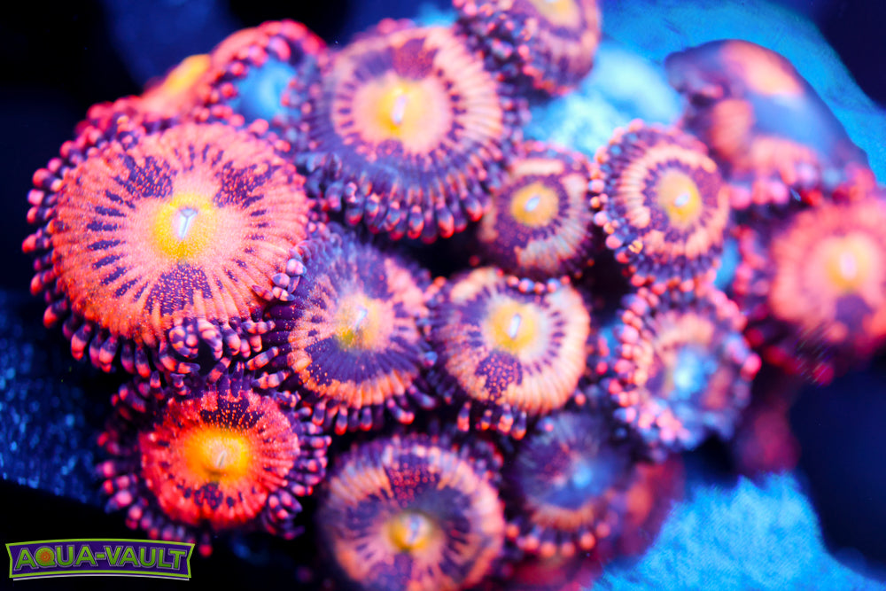 JF Crybaby Zoa 1
