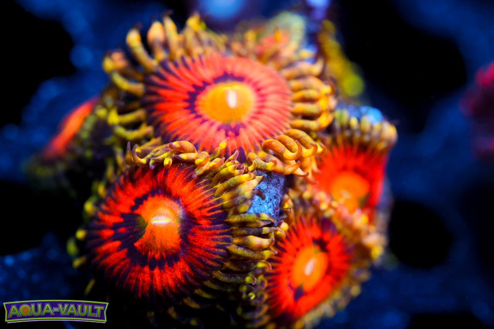 Rainbow Incinerator Zoa 3