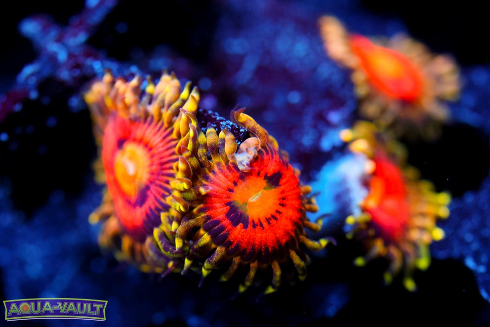 Rainbow Incinerator Zoa 4