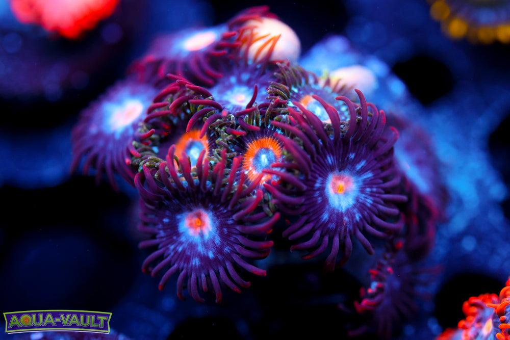 Mystique + Ultra Nipples Zoa